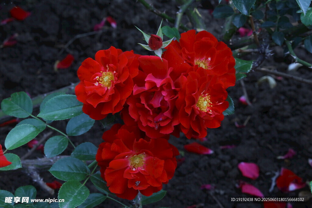 月季花  