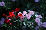 月季花