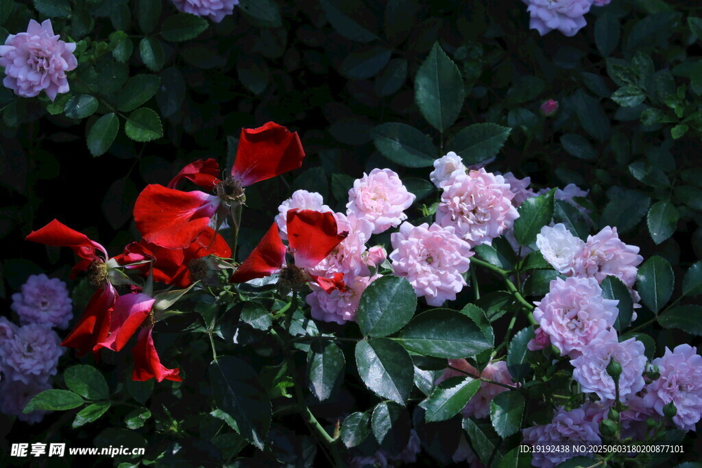 月季花