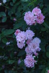月季花  