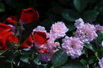 月季花  