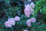 月季花