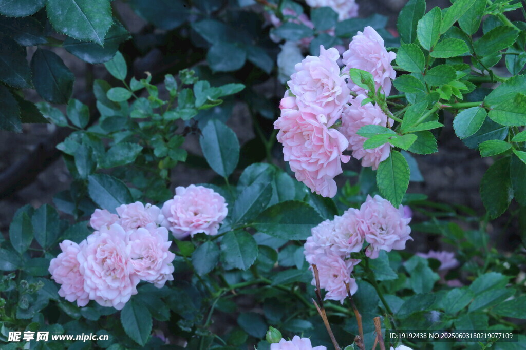 月季花