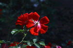 月季花  