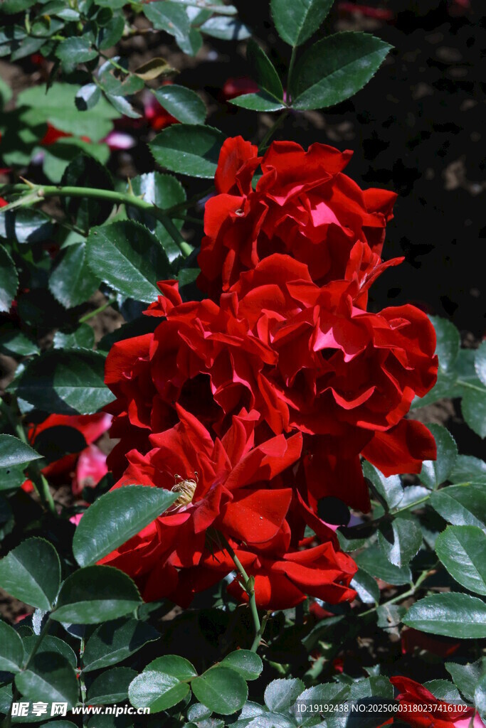 月季花 