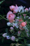 月季花  