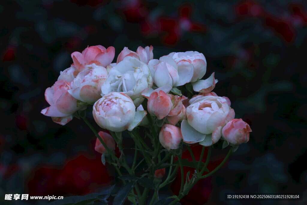 月季花 