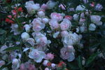 月季花 