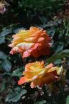 月季花 