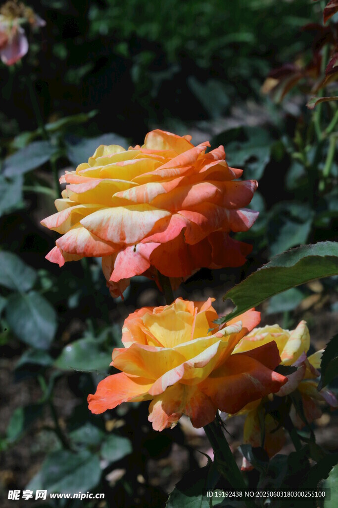 月季花 