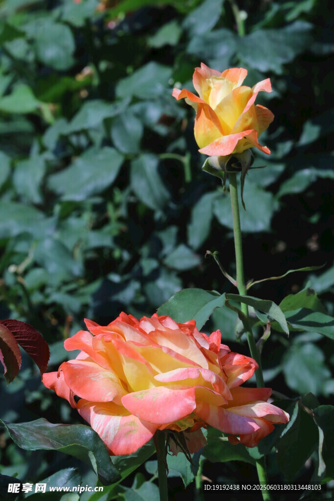 月季花 