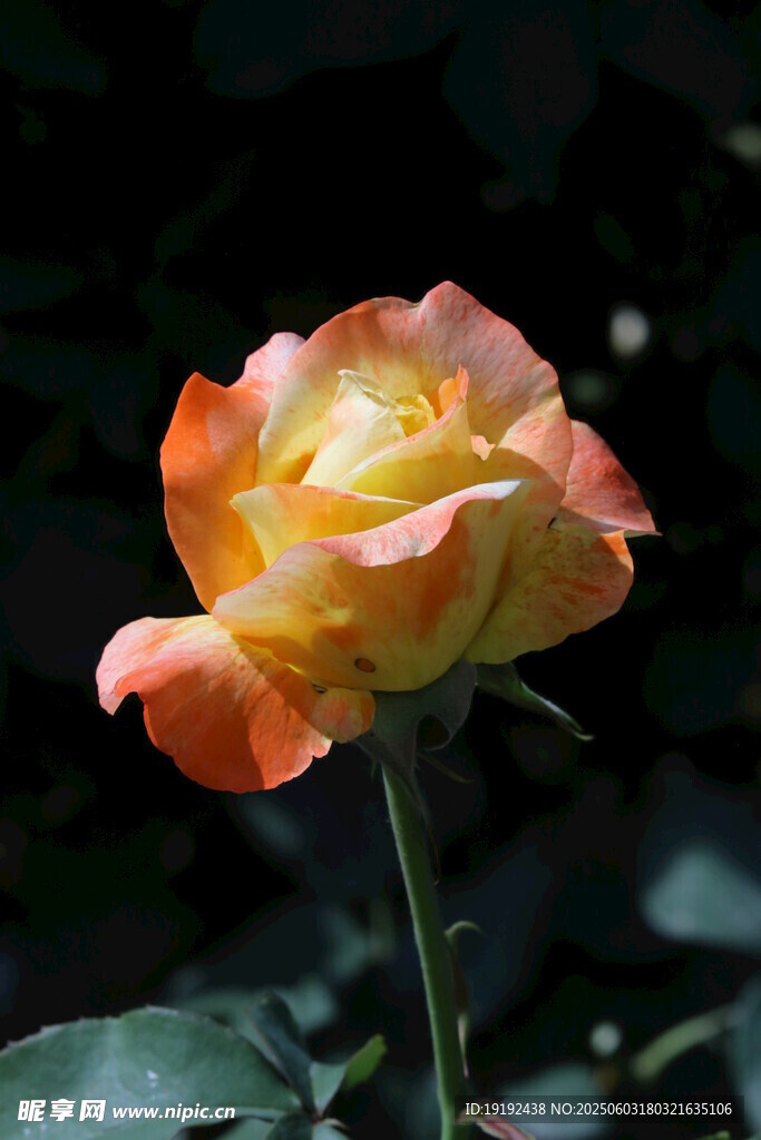 月季花  
