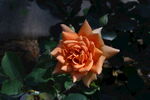 月季花 