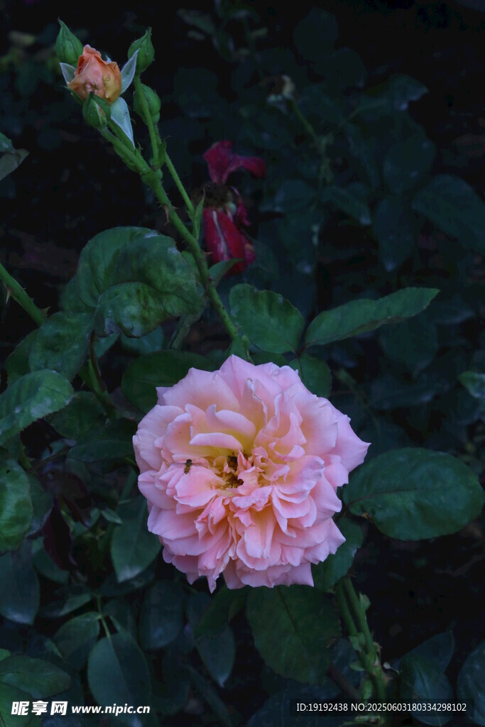 月季花  