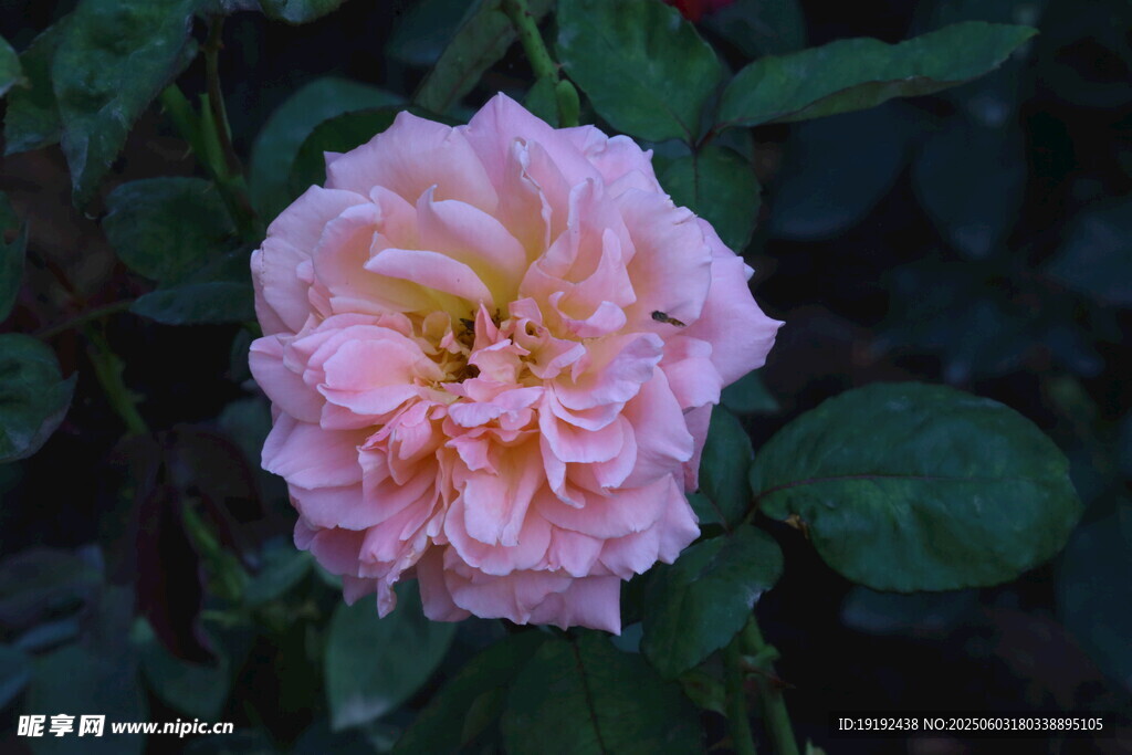 月季花