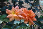 月季花  