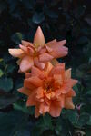 月季花  