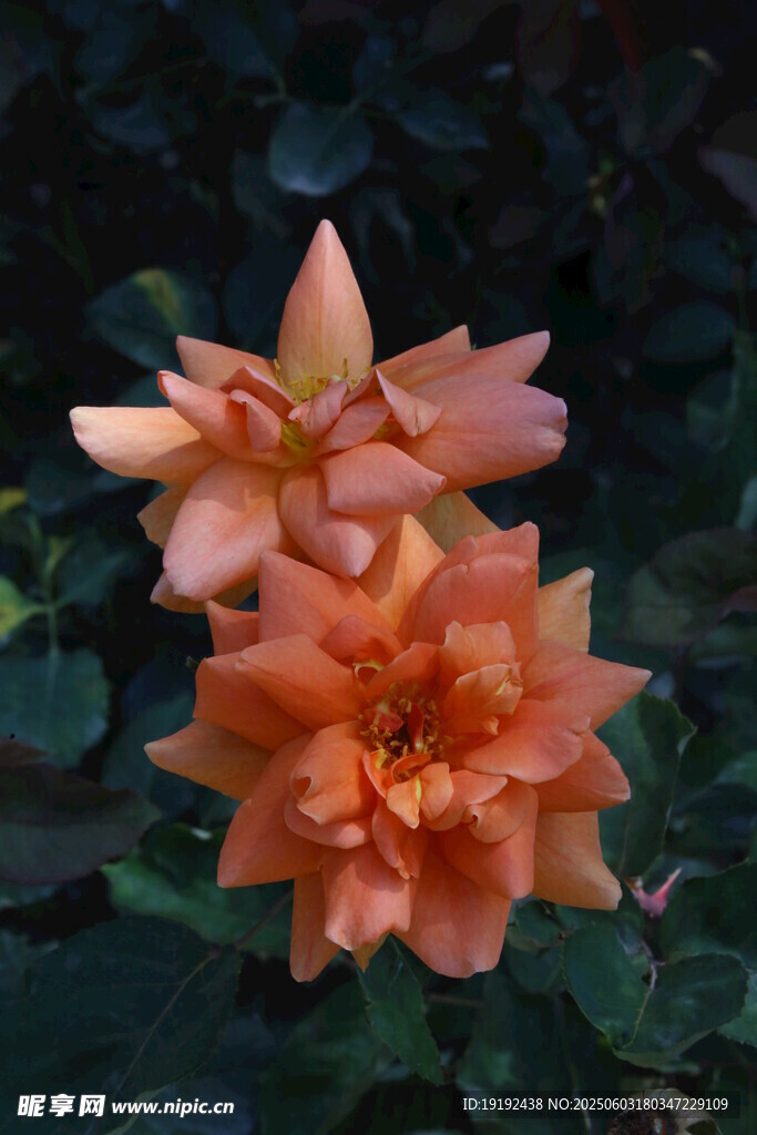 月季花  
