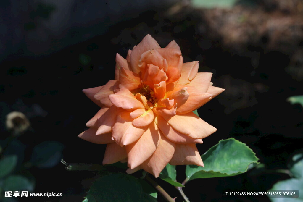 月季花 