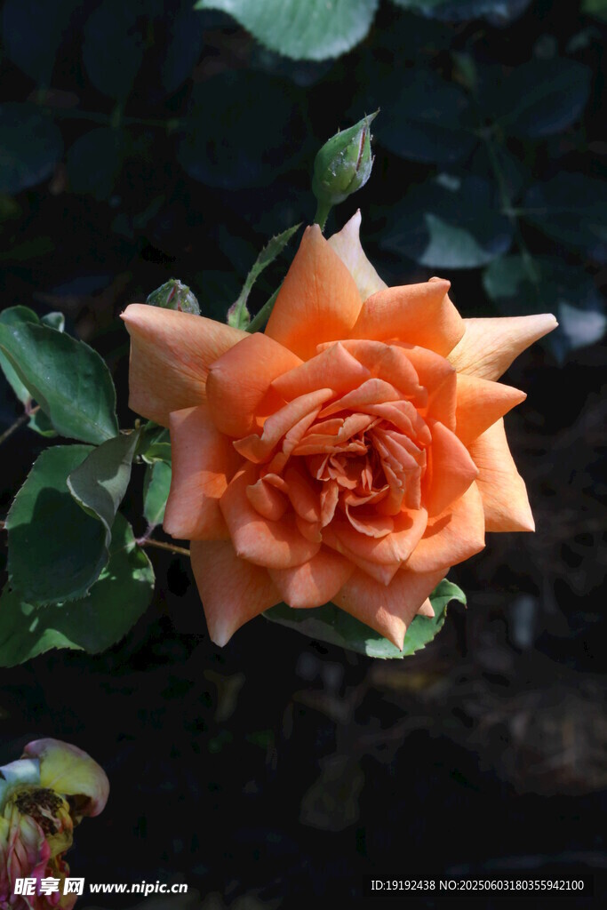 月季花 