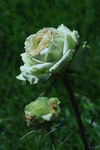 月季花  