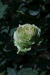 月季花 