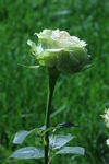月季花  