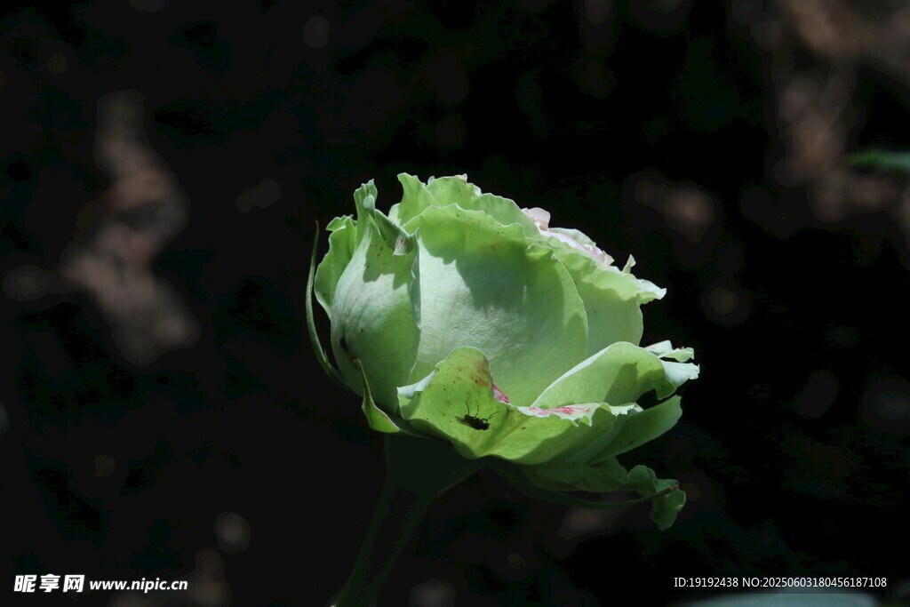 月季花