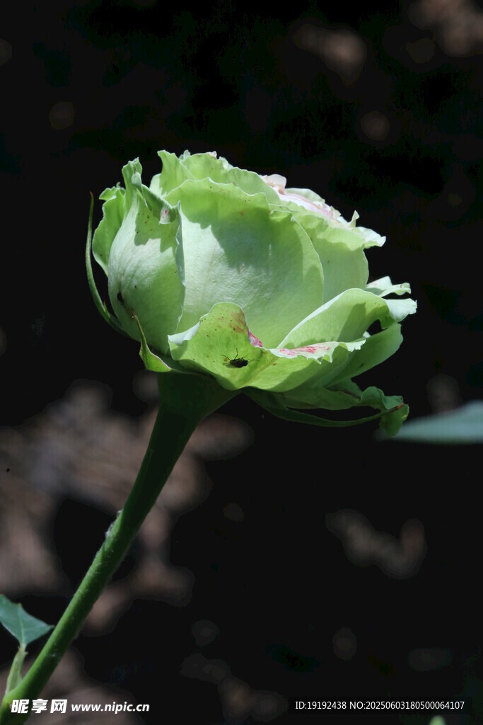 月季花 