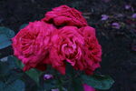 月季花 