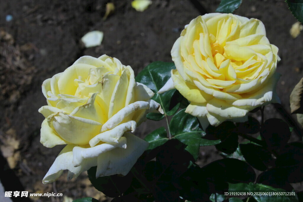 月季花