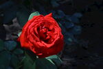月季花  