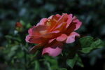月季花 
