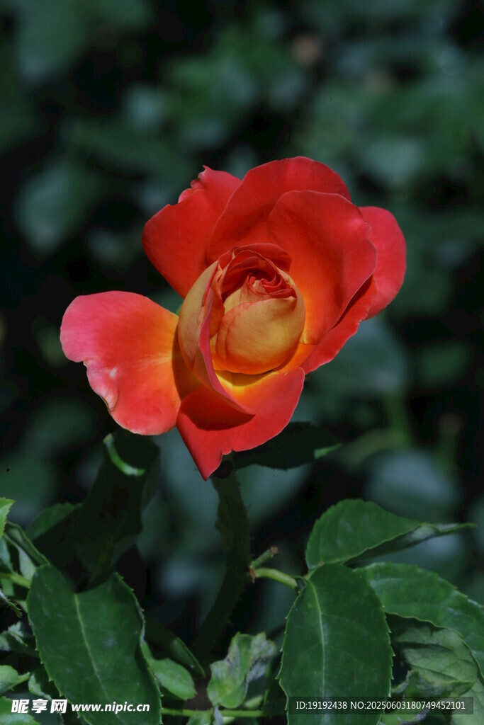 月季花 