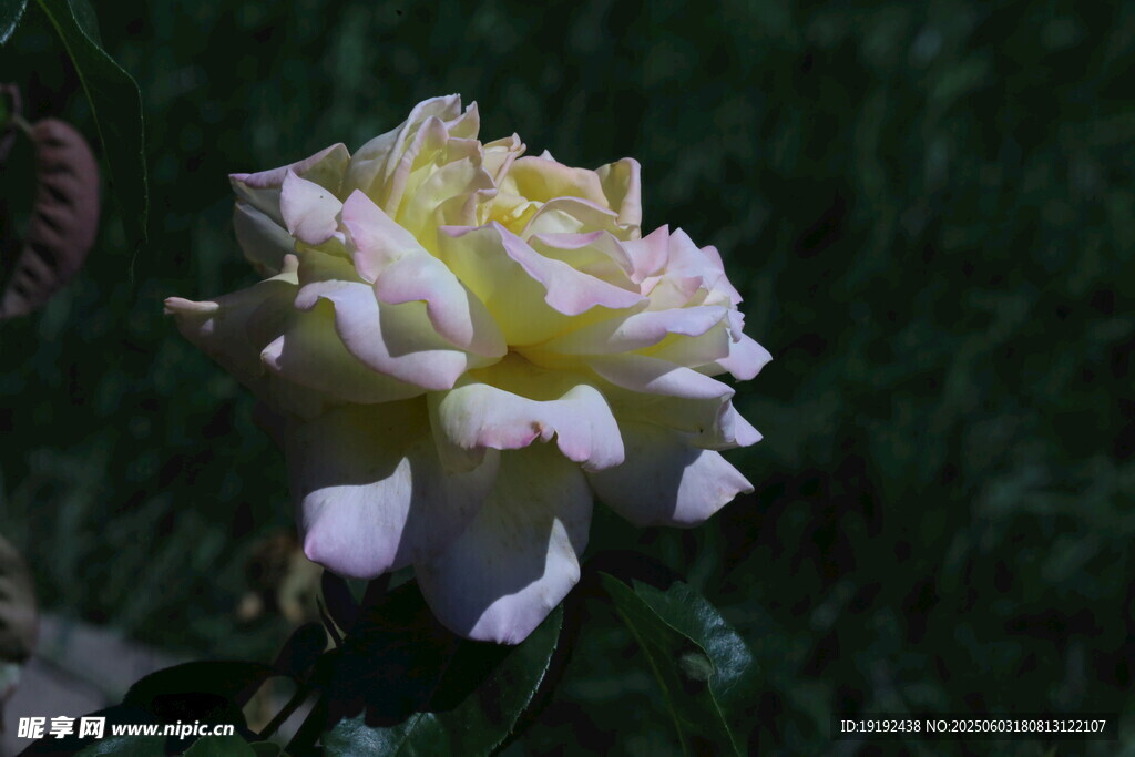 月季花  