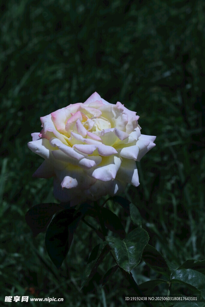 月季花  