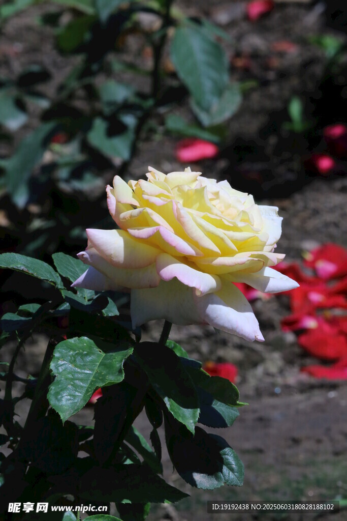 月季花  