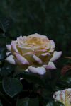 月季花 