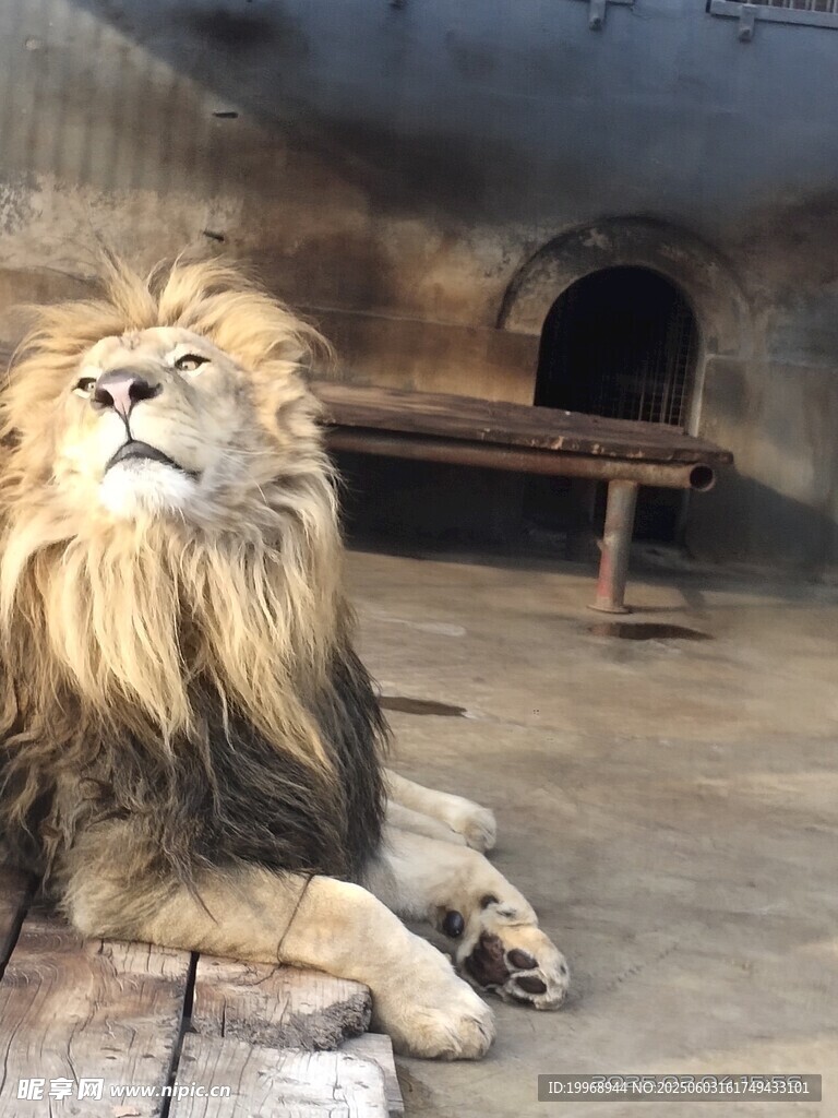 卧着狮子