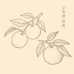 手绘柑橘图