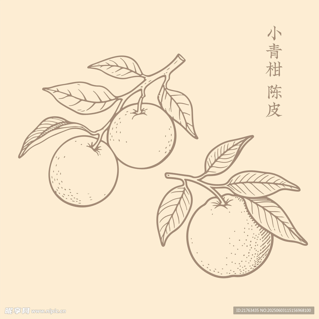 手绘柑橘图