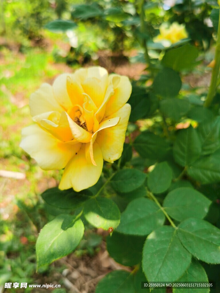 娇艳黄玫瑰绽放绿叶间
