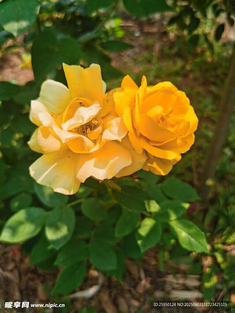 两朵娇艳黄玫瑰绽放