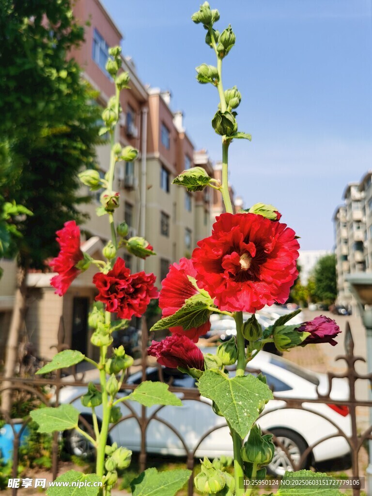 街头绽放的艳丽蜀葵花