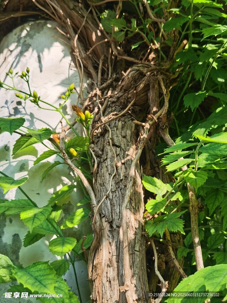 缠绕树干的繁茂藤蔓植物
