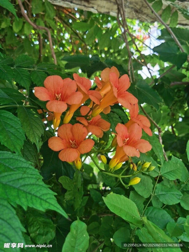 鲜艳凌霄花绽放绿叶间