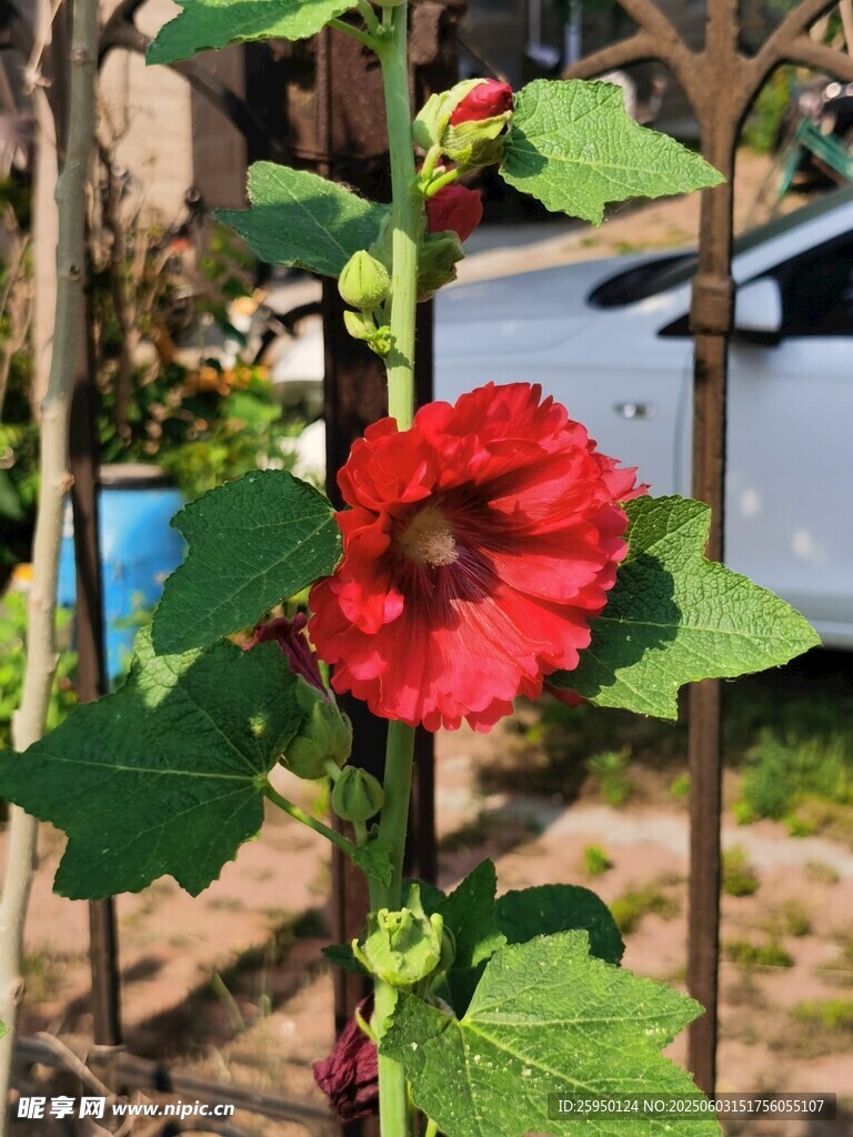 栅栏旁娇艳的红色蜀葵花