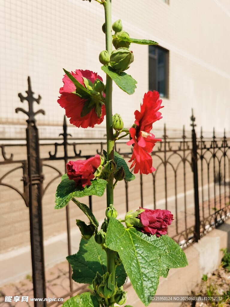 铁艺围栏旁的艳丽蜀葵花