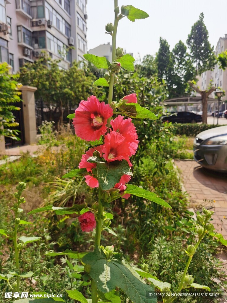 路边绽放的艳丽红色花朵