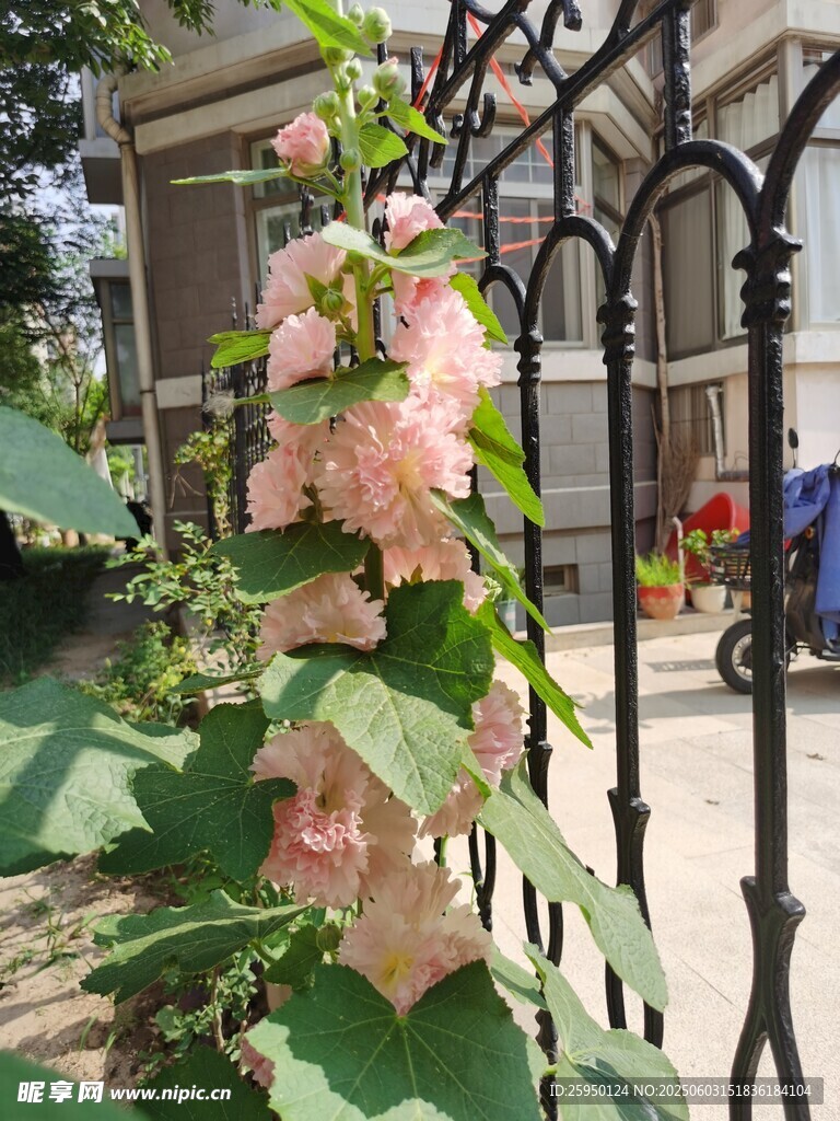 栅栏旁绽放的粉色蜀葵花